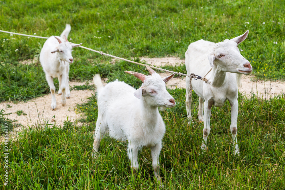 Fototapeta premium young goats in the meadow