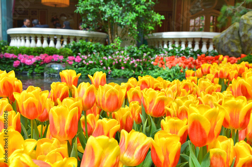 Photography Colorful tulips in botanical garden.