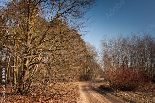 Droga na skraju lasu © Mariusz Stoszewski