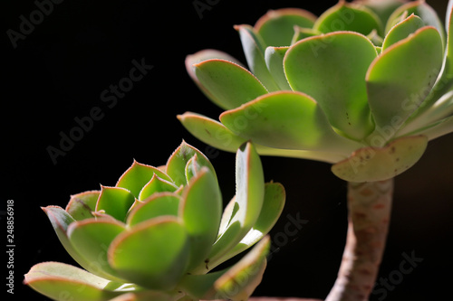  Sukkulenten (Aeonium urbicum) photo