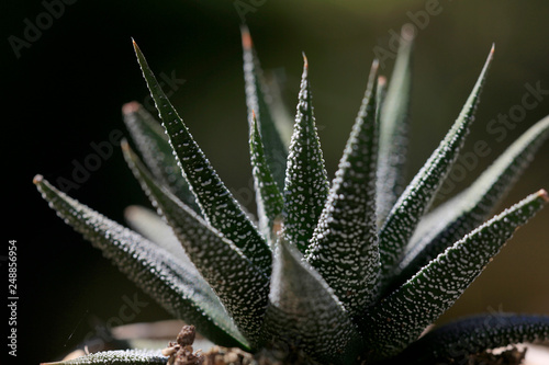 Aloe, Sukkulent grün mit weißen Punkten photo