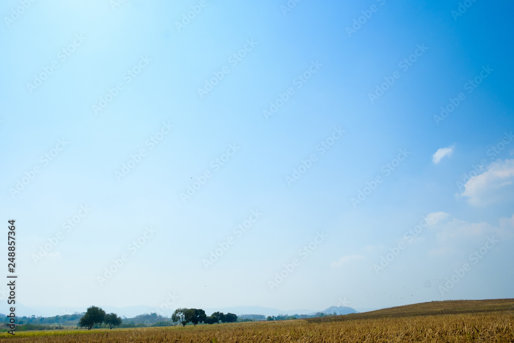 Dry grass field in summer season and sky