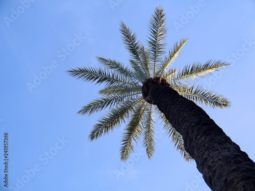 Palm tree with branches and leaves in the bay of the capital of Cadiz, Andalusia. Spain. Europe © Jose Muñoz  Carrasco
