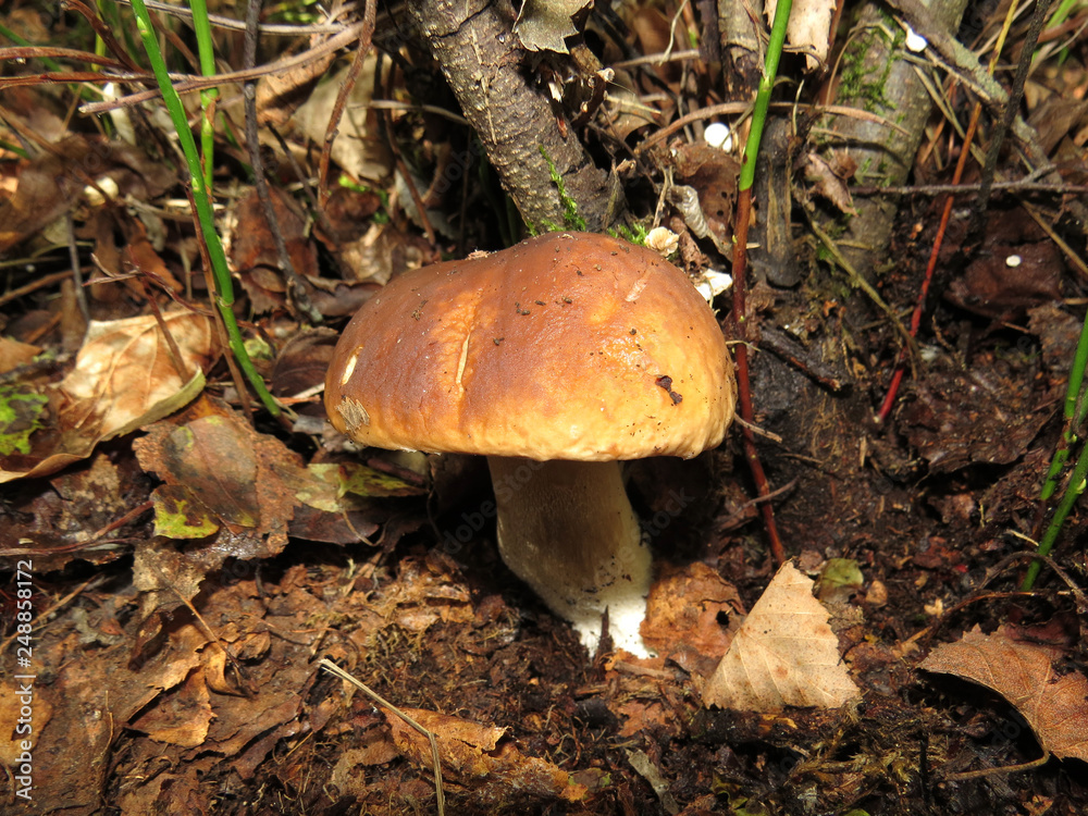 Mushrooms in forest Mushrooms in forest