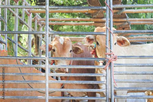 Cows in steel cage car prepared for sale at animal local market ,Thailand