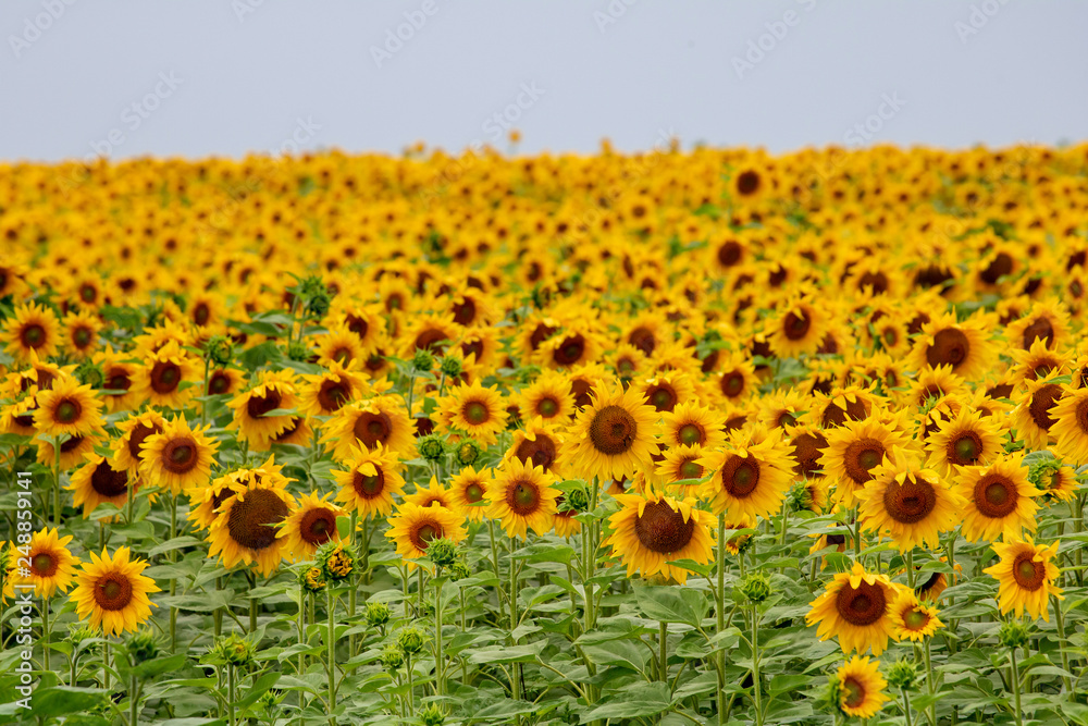 Fototapeta premium Field of sunflowers