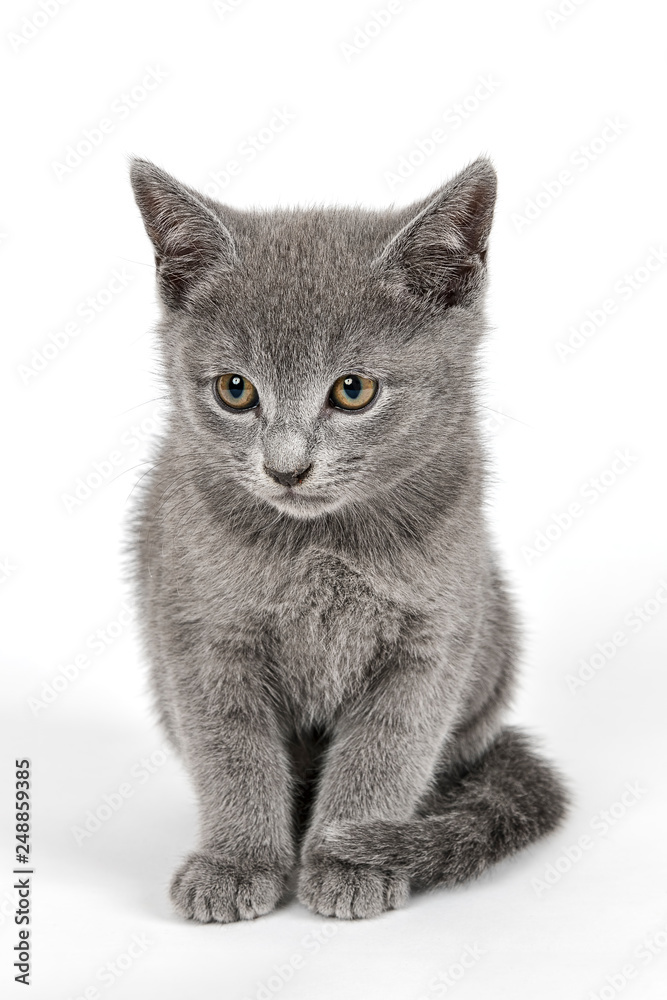 Katzen-Russisch-Blau-16439 Katzen-Russisch-Blau-16439