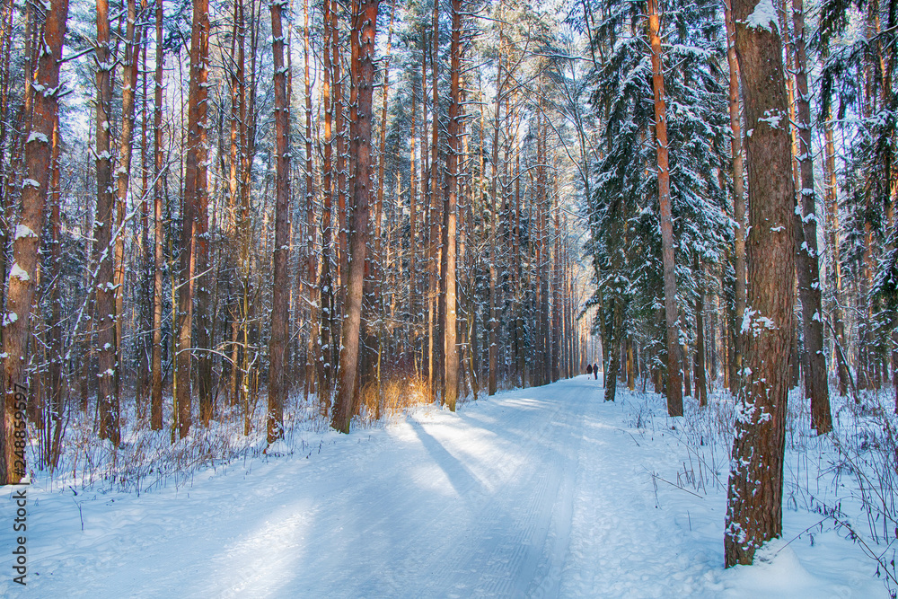 Naklejka premium Beautiful winter forest landscape
