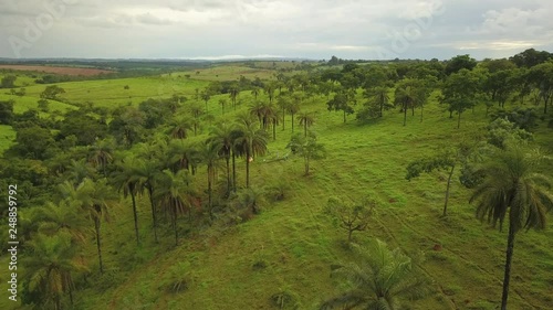 Aerial shot of palm trees growing in the wild, flying over people harvesting coyol fruit to produce oil, shot in Brazil photo