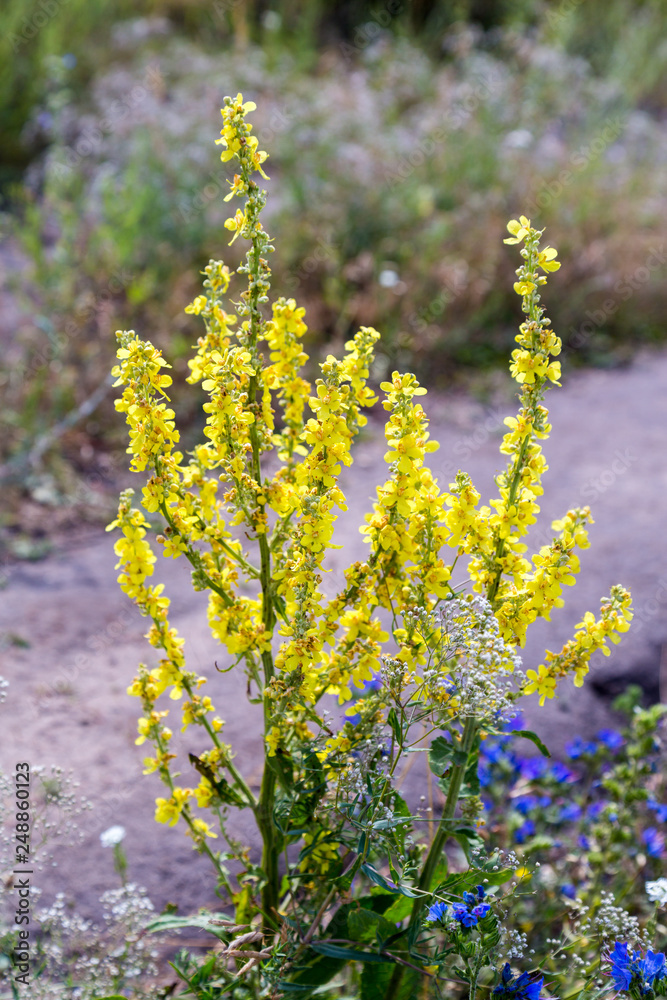 Plant Mullein (Verbascum thapsus) with yellow flowers Plant Mullein (Verbascum thapsus) with yellow flowers