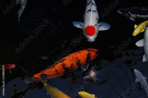 beautiful multicolor koi fishes in a pond