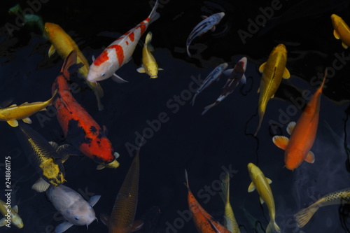 beautiful multicolor koi fishes in a pond