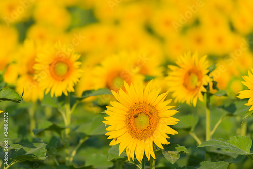 Fototapeta Naklejka Na Ścianę i Meble -  Sunflowers on a Field in Ticino, Switzerland.