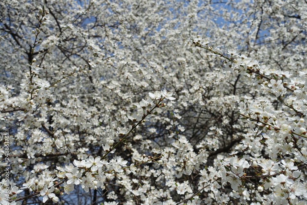 Plenty of white flowers of Prunus cerasifera against blue sky Plenty of white flowers of Prunus cerasifera against blue sky