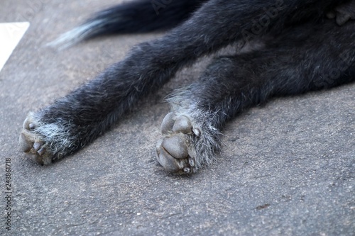 Roadside dog sleeping on ground