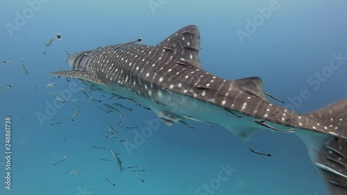 Whale shark (Rhincodon typus)