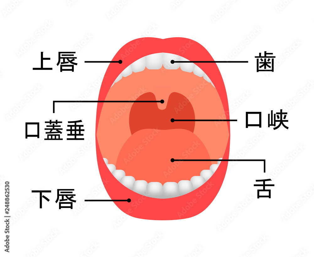 口腔内の名称 Stock イラスト Adobe Stock 口腔内の名称 Stock イラスト Adobe Stock
