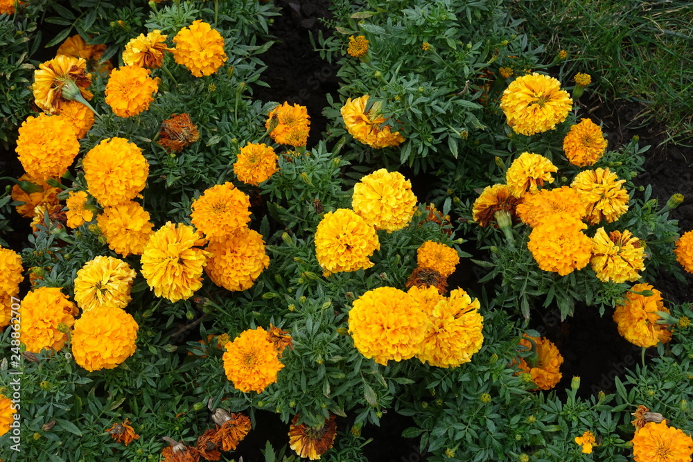 View of Tagetes erecta with orange flowers from above