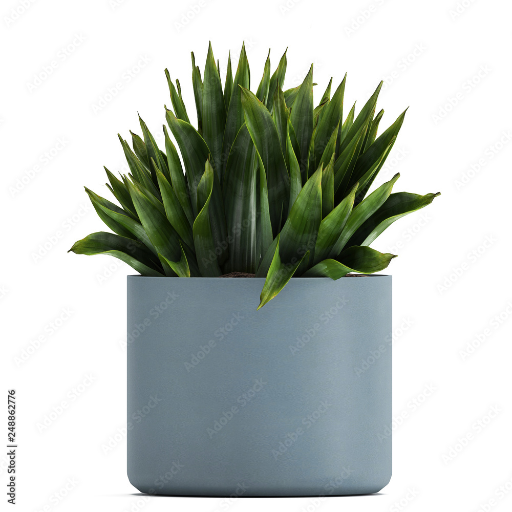 Exotic plants in pot Exotic plants in pot