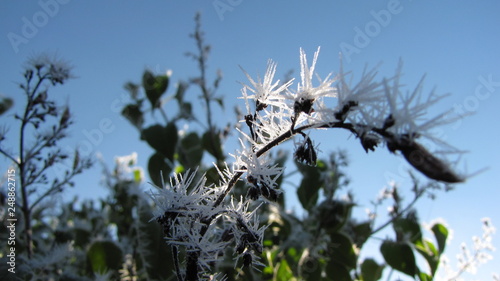 frost