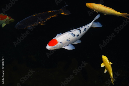 colorful koi fishes in a pond