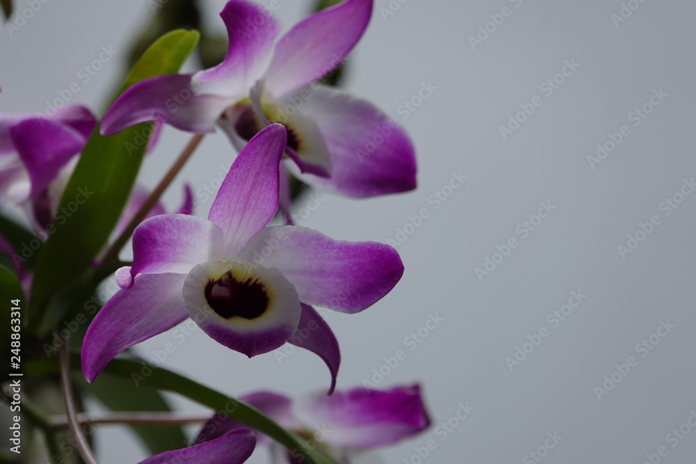 Obraz premium beautiful orchid flowers blossom