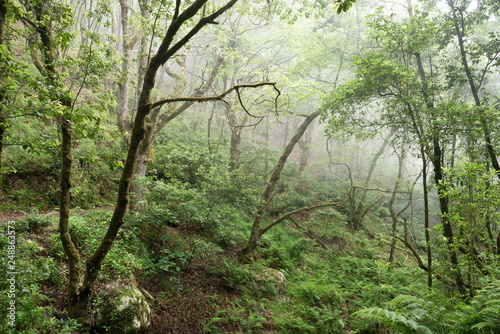 nature, forest, Madeira, 
