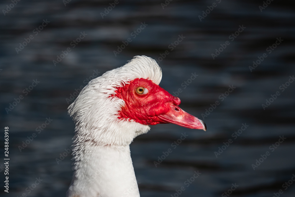 White Muscovy Duck in Winter White Muscovy Duck in Winter