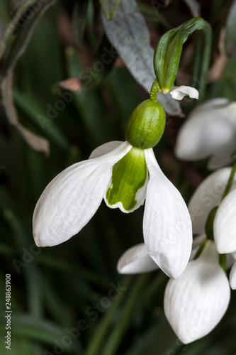 Galanthus x hybridus 'Merlin' (snowdrop) a species of snowdrop often found in early spring gardens