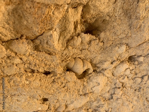 Fossil. Hafeet mountain is located in United Arab of Emirates.  Hafeet mountain is 1250m height and the top is only 1.2m above sea level. That is why remains of marine life is everywhere there.  photo