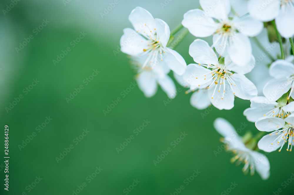 Fototapeta premium Cherry flowers frame