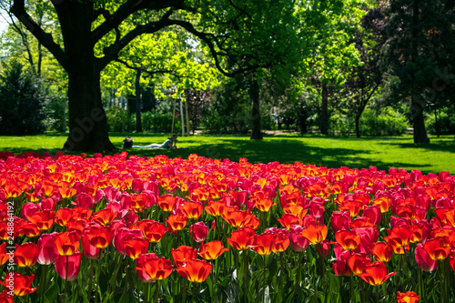Blooming red tulips in Rathauspark in Vienna, Austria