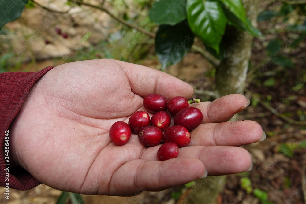 top quality raw coffee beans top quality raw coffee beans