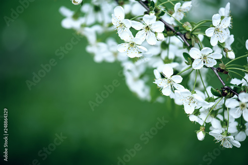 Cherry flowers frame