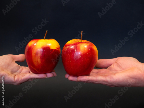 Beautiful red apples hold female and male hands.