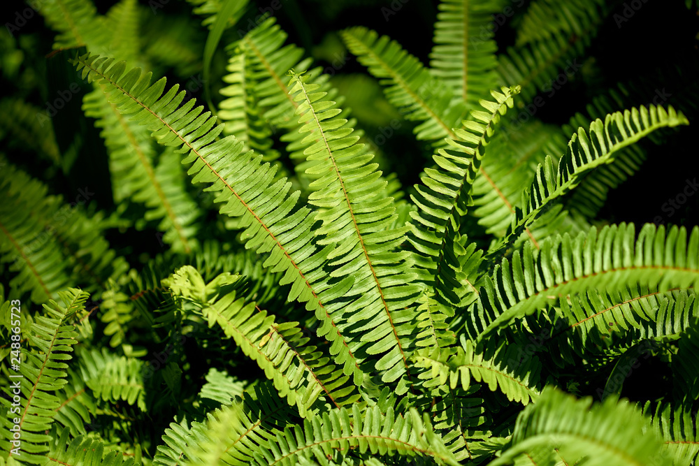 Pattern or textures of fern leaves on green background. Pattern or textures of fern leaves on green background.