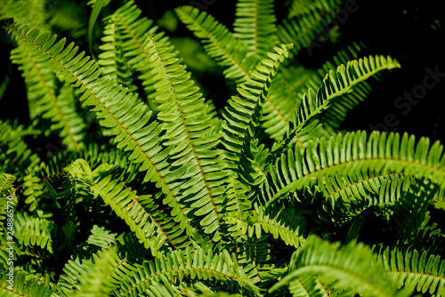 Pattern fern leaves on green background.