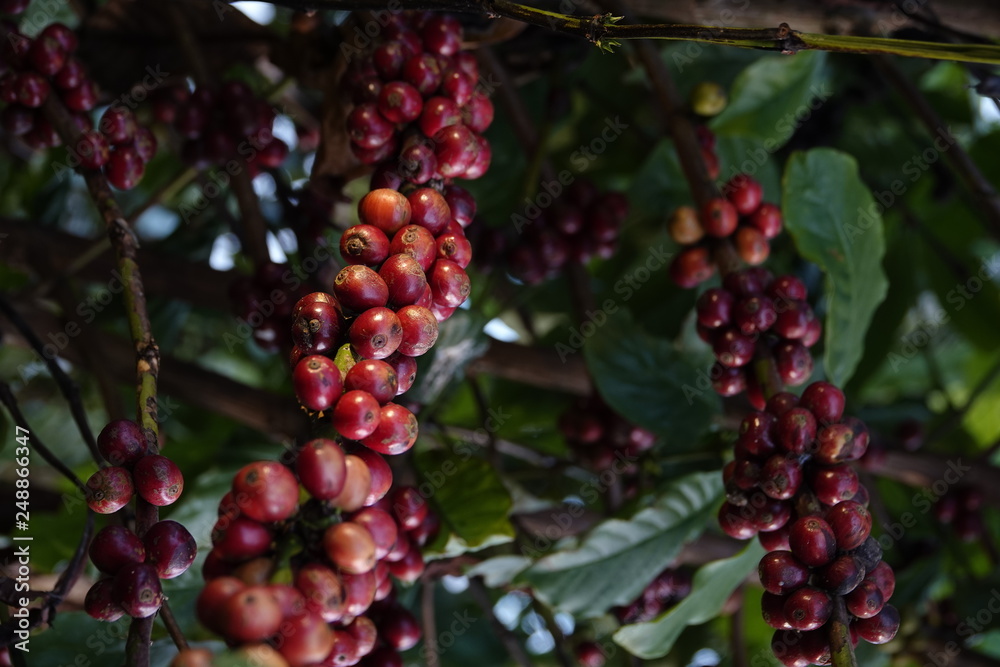 colorful coffee berries 
