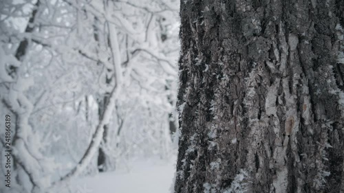 Wallpaper Mural Snow-covered tree branch in winter forest, static video. Torontodigital.ca