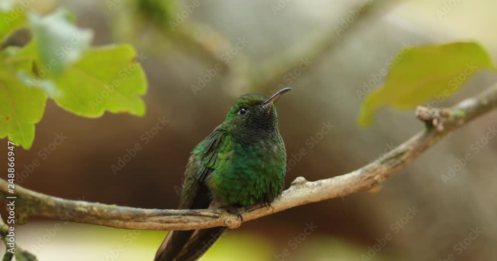 Blue hummingbird in nature. Action wildlife scene from nature. Hummingbird from Costa Rica in tropic forest. Blue bird Violet Sabrewing with blurred green forest. Wildlife scene from forest. Blue hummingbird in nature. Action wildlife scene from nature. Hummingbird from Costa Rica in tropic forest. Blue bird Violet Sabrewing with blurred green forest. Wildlife scene from forest.