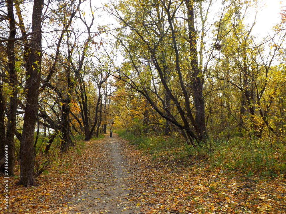 autumn in the park autumn in the park