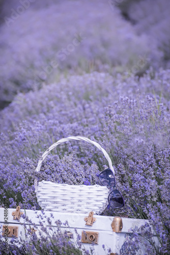 Vintage white suitcase and a white basket with lavender flo in a lavender field.