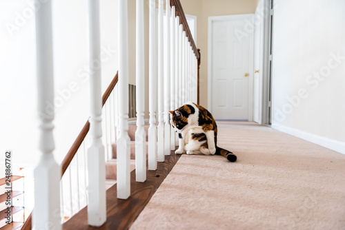 Calico cat sitting on carpet floor curious distracted looking in home room by railing stairs grooming fur in hall hallway of house