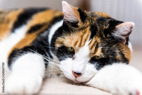 Fototapeta Naklejka Na Ścianę i Meble -  Closeup portrait of cute calico cat lying on carpet floor in bedroom room looking down sad or bored depression with paws out