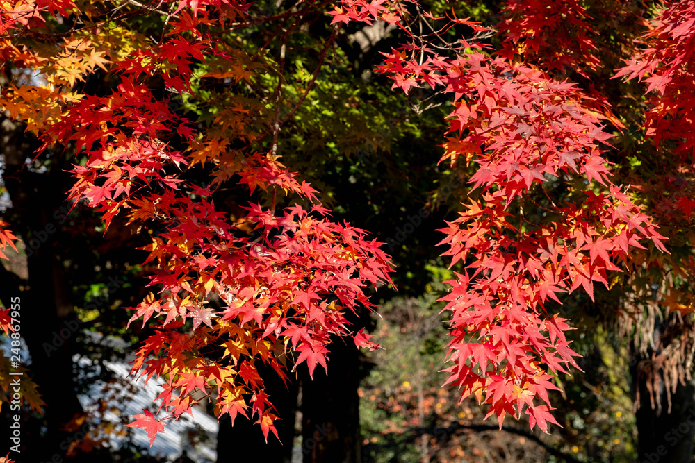 Red maple branches close up in forest or Japanese garden on dark green tree blur background in autumn season ,Japan.