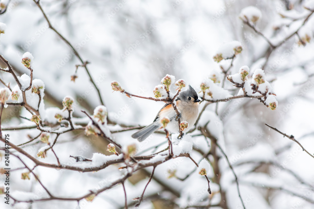 Closeup of one tufted titmouse titmice bird sitting perched on tree branch during heavy winter snow colorful in Virginia with flower buds Closeup of one tufted titmouse titmice bird sitting perched on tree branch during heavy winter snow colorful in Virginia with flower buds