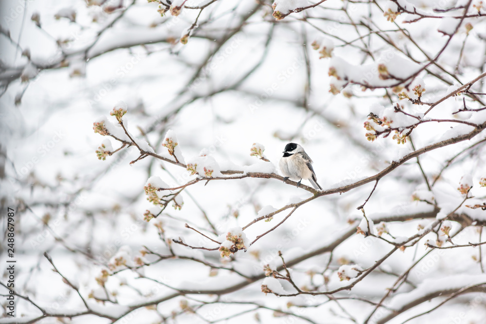Closeup of one black-capped chickadee bird sitting perched on tree branch during heavy winter snow colorful in Virginia with flower buds Closeup of one black-capped chickadee bird sitting perched on tree branch during heavy winter snow colorful in Virginia with flower buds