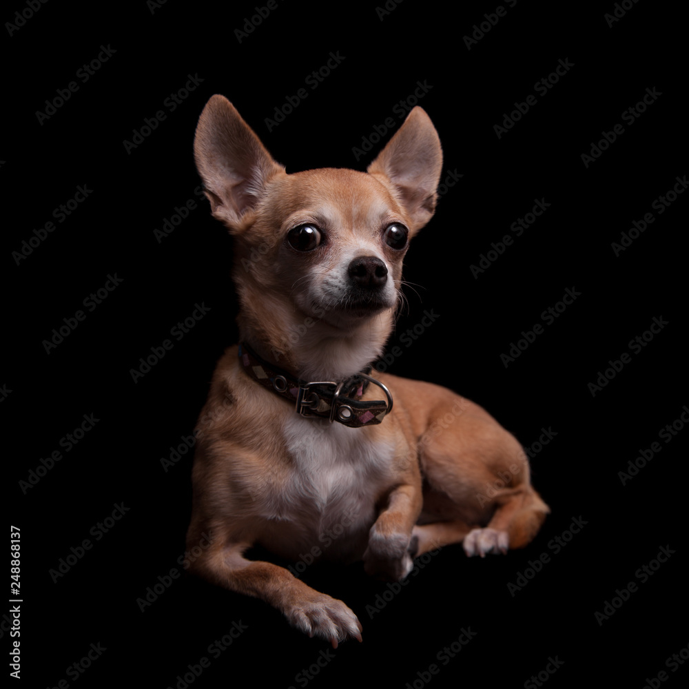 Chihuahua, 11 years old, on the black background
