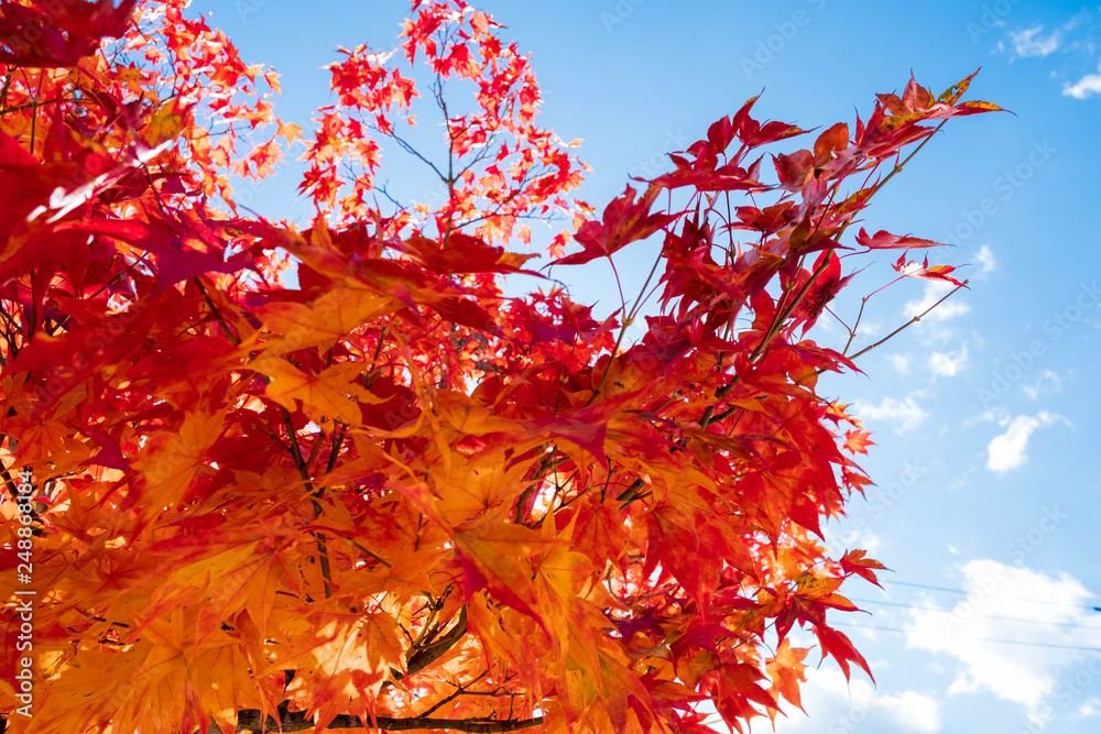 Maple branches in bright colorful against blue sky background, maple tree in autumn season, maple leaves turn from orange to red color, sunlight in season change, Japan. Maple branches in bright colorful against blue sky background, maple tree in autumn season, maple leaves turn from orange to red color, sunlight in season change, Japan.