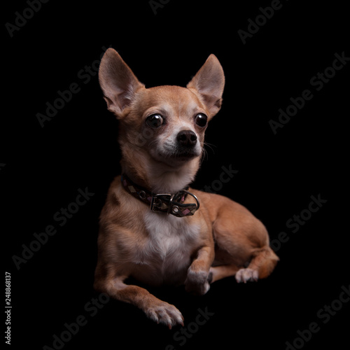 Chihuahua, 11 years old, on the black background